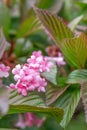 Fragrant Viburnum farreri, close-up pink inflorescence